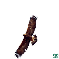 گونه عقاب طلایی Golden Eagle